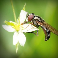 /album/terseomica/photolia-a02-jpg/