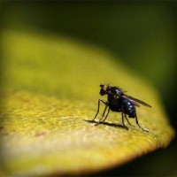 /album/terseomica/photolia-a07-jpg/