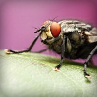 /album/terseomica/photolia-a08-jpg/